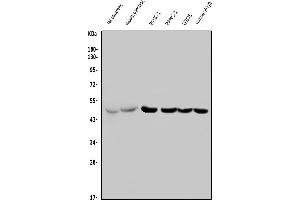 Western blot analysis of PTF1A using anti-PTF1A antibody (ABIN7599226).