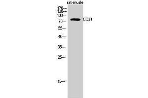 Western Blotting (WB) image for anti-Platelet/endothelial Cell Adhesion Molecule (PECAM1) (Thr224) antibody (ABIN3179924) (CD31 antibody  (Thr224))