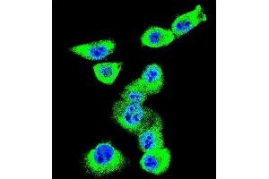 Immunofluorescence (IF) image for anti-Caveolin 2 (CAV2) antibody (ABIN3003848)