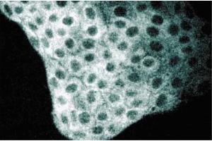Immunofluorescence staining of MDCK cells (Canine kidney, ATCC CCL-34). (TFCP2 antibody  (AA 205-414))