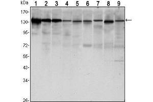 Western Blot showing CDH1 antibody used against LNCAP (1),A431 (2), DU145 (3), PC-3 (4), MCF-7 (5), PC-12 (6), NIH/3T3 (7), C6 (8) and COS7 (9) cell lysate. (E-cadherin antibody)