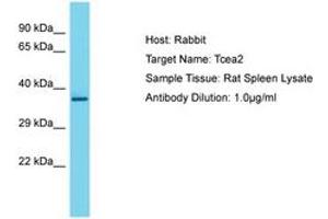 Image no. 1 for anti-Transcription Elongation Factor A2 (TCEA2) (AA 51-100) antibody (ABIN6750254) (TCEA2 antibody  (AA 51-100))