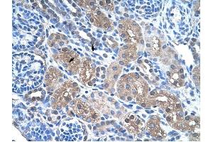 FBP1 antibody was used for immunohistochemistry at a concentration of 4-8 ug/ml to stain Epithelial cells of renal tubule (arrows) in Human Kidney.