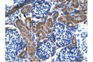 KCNQ2 antibody was used for immunohistochemistry at a concentration of 4-8 ug/ml to stain Epithelial cells of renal tubule (arrows) in Human Kidney. (KCNQ2 antibody  (Middle Region))