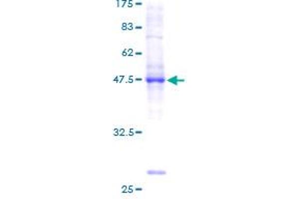 BRF1 Protein (GST tag)