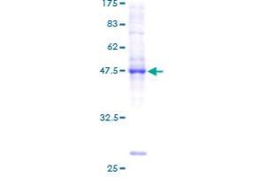 Image no. 1 for BRF1, RNA polymerase III transcription initiation factor subunit (BRF1) protein (GST tag) (ABIN1346867)