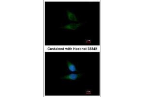 ICC/IF Image Immunofluorescence analysis of methanol-fixed HeLa, using ORP1, antibody at 1:200 dilution.