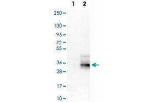 Western Blot analysis of Lane 1: negative control (vector only transfected HEK293T cell lysate) and Lane 2: over-expression lysate (co-expressed with a C-terminal myc-DDK tag in mammalian HEK293T cells) with TSPAN7 monoclonal antibody, clone CL0262 . (Tetraspanin 7 antibody)