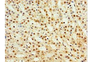 Immunohistochemistry of paraffin-embedded human adrenal gland tissue using ABIN7171561 at dilution of 1:100 (TAF1C antibody  (AA 70-320))