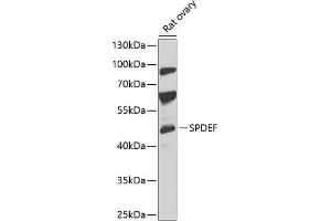 Western blot analysis of extracts of rat ovary, using SPDEF antibody (ABIN6132572, ABIN6148332, ABIN6148334 and ABIN6218364) at 1:1000 dilution. (SPDEF/PSE antibody  (AA 1-335))