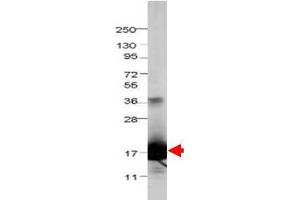 Image no. 1 for anti-Interleukin 1 delta (FIL1d) antibody (ABIN1102534)