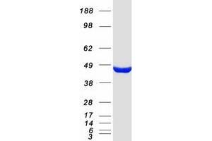 Validation with Western Blot