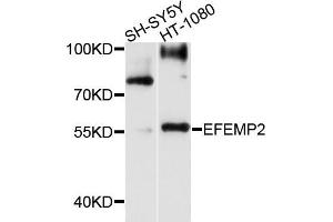 Western blot analysis of extracts of SH-SY5Y and HT-1080 cells, using EFEMP2 antibody. (FBLN4 antibody)