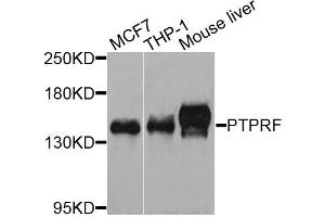 Western blot analysis of extracts of various cell lines, using PTPRF antibody (ABIN3210822) at 1/1000 dilution. (PTPRF antibody)