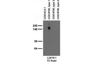 Extracts of COS-1 cells transfected with plasmids for Kv2.