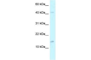 WB Suggested Anti-PCBD2 Antibody Titration: 1. (PCBD2 antibody  (C-Term))