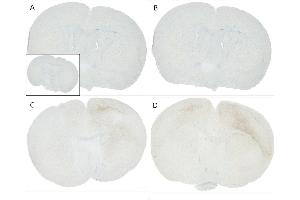 Immunohistochemistry analysis using Mouse Anti-Alpha Synuclein pSer129 Monoclonal Antibody, Clone J18 (ABIN6932870). (SNCA antibody  (pSer129) (APC))