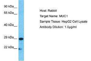 Host:  Rabbit  Target Name:  MUC1  Sample Type:  HepG2 Whole cell lysates  Antibody Dilution:  1. (MUC1 antibody  (C-Term))