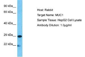 Host:  Rabbit  Target Name:  MUC1  Sample Type:  HepG2 Whole cell lysates  Antibody Dilution:  1.