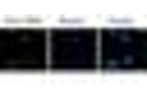 Image no. 1 for anti-F-Box Protein 4 (FBXO4) (N-Term) antibody (ABIN221159) (FBXO4 antibody  (N-Term))