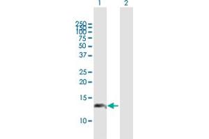 Western Blot analysis of C17orf37 expression in transfected 293T cell line by C17orf37 MaxPab polyclonal antibody. (C17orf37 antibody  (AA 1-115))