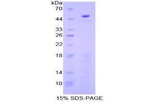SDS-PAGE analysis of Human PCPE1 Protein. (PCOLCE Protein)