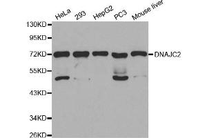 Western Blotting (WB) image for anti-DnaJ (Hsp40) Homolog, Subfamily C, Member 2 (DNAJC2) antibody (ABIN1872303) (DNAJC2 antibody)