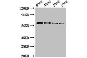 Western Blot Positive WB detected in Recombinant protein All lanes: PKHD1 antibody at 3 μg/mL Secondary Goat polyclonal to rabbit IgG at 1/50000 dilution predicted band size: 55 kDa observed band size: 55 kDa (PKHD1 antibody  (AA 520-743))