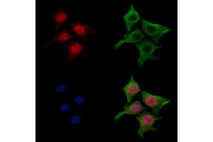 ABIN7094382 and ABIN7098429 staining HepG2 cells by IF/ICC.