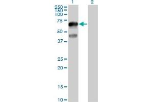 Western Blot analysis of TFCP2L1 expression in transfected 293T cell line by TFCP2L1 MaxPab polyclonal antibody. (TFCP2L1 antibody  (AA 1-479))