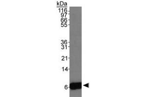 Western blot analysis of S100A6 in HeLa whole cell extracts with S100A6 polyclonal antibody . (S100A6 antibody)