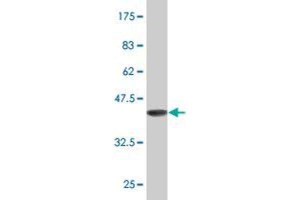 ALX1 antibody  (AA 198-306)