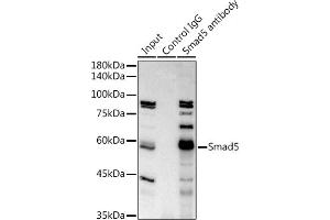 Immunoprecipitation analysis of 300 μg extracts of K-562 cells using 3 μg Smad5 antibody (ABIN7270354). (SMAD5 antibody)