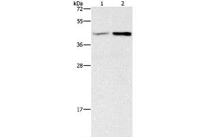 Western Blot analysis of Human fetal brain and Mouse heart tissue using GNB5 Polyclonal Antibody at dilution of 1:550 (GNB5 antibody)