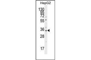 Western blot analysis of OR52I2 Antibody (C-term) in HepG2 cell line lysates (35ug/lane). (OR52I2 antibody  (C-Term))