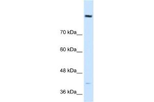 WB Suggested Anti-COBLL1 Antibody Titration:  0. (COBLL1 antibody  (N-Term))
