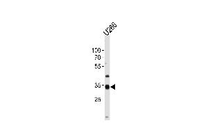 NKX3-2 Antibody (Center) (ABIN1538076 and ABIN2849276) western blot analysis in  cell line lysates (35 μg/lane). (NKX3-2 antibody  (AA 208-235))