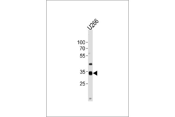 NKX3-2 Antikörper  (AA 208-235)