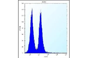 FB Antibody (C-term) (ABIN656167 and ABIN2845497) flow cytometric analysis of Jurkat cells (right histogram) compared to a negative control cell (left histogram). (MAFB antibody  (C-Term))