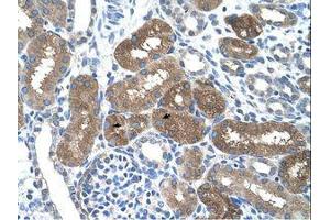 Image no. 1 for anti-Suppressor of Cytokine Signaling 1 (SOCS1) (AA 21-70) antibody (ABIN203422) (SOCS1 antibody  (AA 21-70))