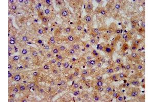IHC image of ABIN7169389 diluted at 1:200 and staining in paraffin-embedded human liver tissue performed on a Leica BondTM system. (PON3 antibody  (AA 269-335))