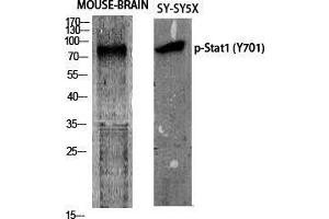 Western Blot (WB) analysis of specific cells using Phospho-Stat1 (Y701) Polyclonal Antibody. (STAT1 antibody  (pTyr701))