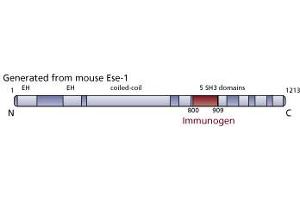 Image no. 3 for anti-Dynamin Associated Protein 160 (DAP160) (AA 800-909) antibody (ABIN968598) (Dynamin Associated Protein 160 (DAP160) (AA 800-909) antibody)