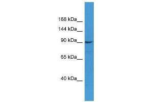 CD22 antibody used at 0. (CD22 antibody  (N-Term))