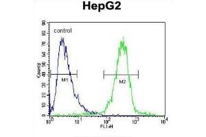 Flow Cytometry (FACS) image for anti-Insulin-Like Growth Factor 2 mRNA Binding Protein 2 (IGF2BP2) antibody (ABIN2995531) (IGF2BP2 antibody)