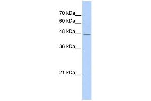 WB Suggested Anti-TAF7L Antibody Titration: 0. (TAF7L antibody  (Middle Region))