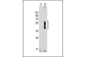 All lanes : Anti-PDCD1LG2 Antibody (N-term) at 1:8000 dilution Lane 1: Non-transfected 293T whole cell lysate Lane 2: Transfected PD-L2-transfected 293T whole cell lysate Lysates/proteins at 20 μg per lane. (PDCD1LG2 antibody  (N-Term))