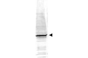 Image no. 1 for anti-Early Growth Response 1 (EGR1) (AA 94-108) antibody (ABIN401280) (EGR1 antibody  (AA 94-108))