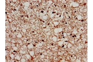 IHC image of ABIN7164750 diluted at 1:300 and staining in paraffin-embedded human brain tissue performed on a Leica BondTM system. (PRODH antibody  (AA 71-134))