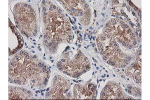Immunohistochemical staining of paraffin-embedded Human Kidney tissue using anti-ARFGAP1 mouse monoclonal antibody.